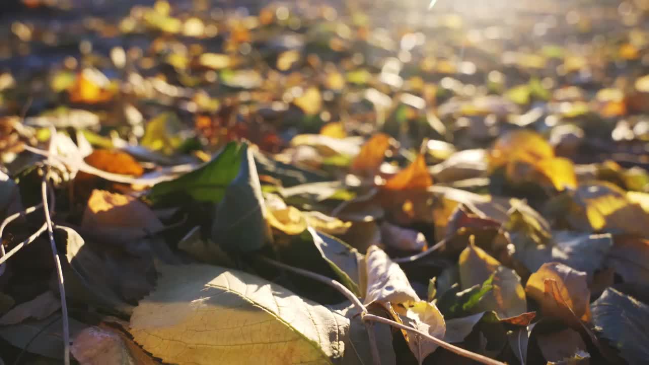 秋天阳光下的落叶视频素材