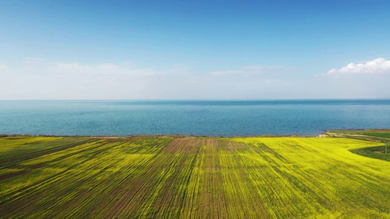 青海湖的夏天视频下载