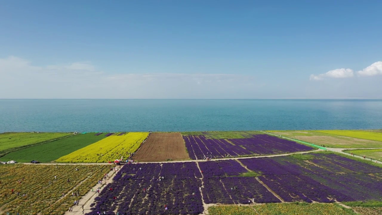 青海湖花海视频下载