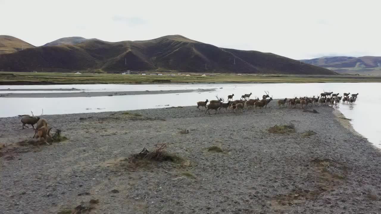 黄河谷底上的白唇鹿视频素材