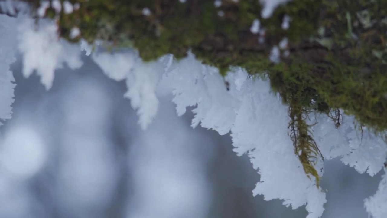 树枝上挂满雪花视频购买