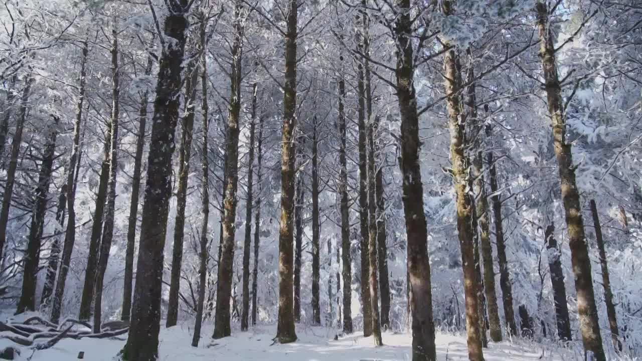 雪后峨眉山树林中错落有致的树干视频购买