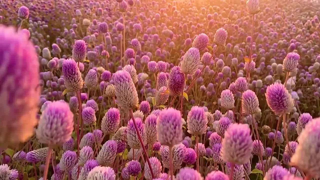 日出金色暖阳下美丽紫色花海沐浴阳光特写视频素材