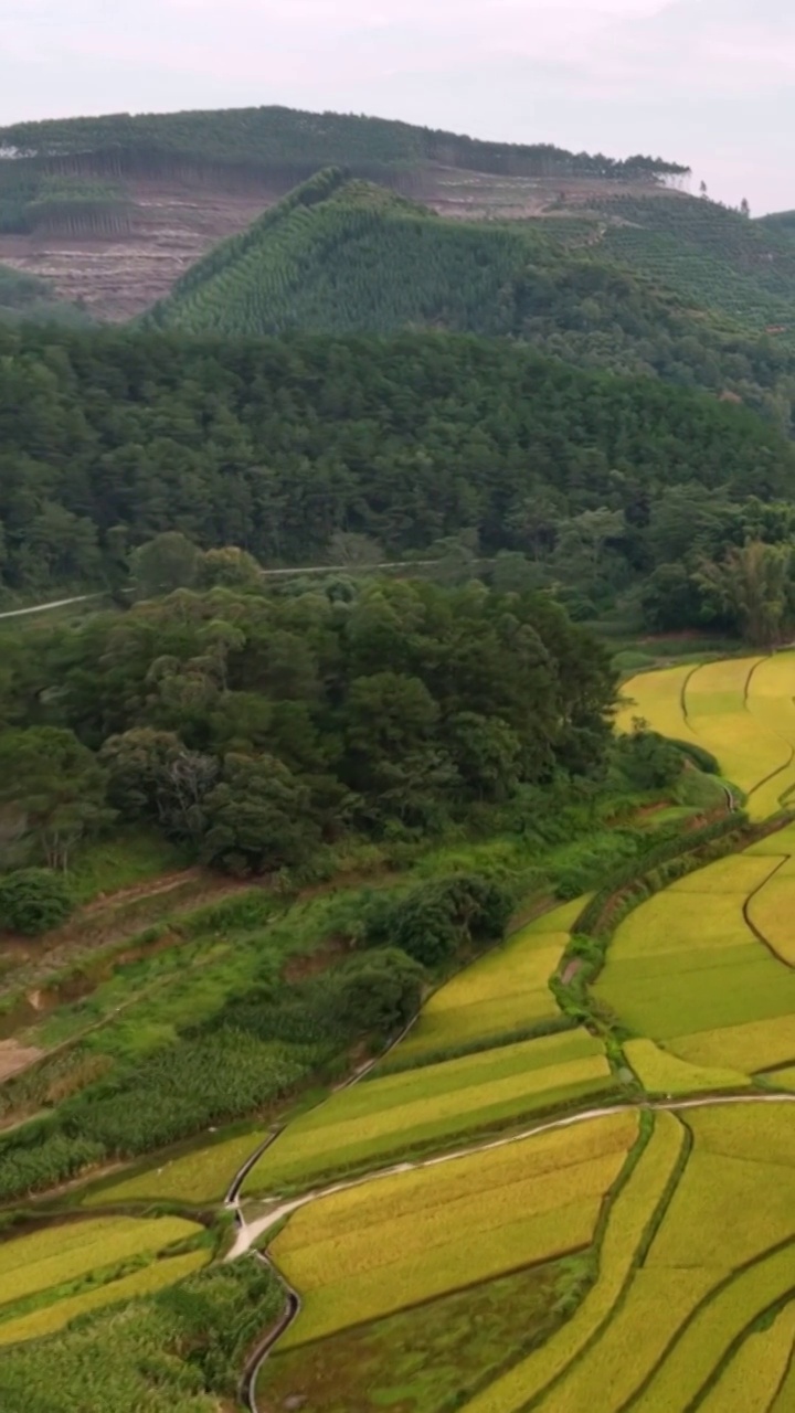 高清竖屏航拍上林秋收时分山林田野（合集）视频素材