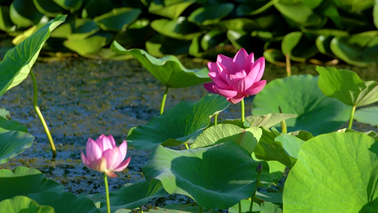 夏天池塘里面盛开的粉色荷花视频素材