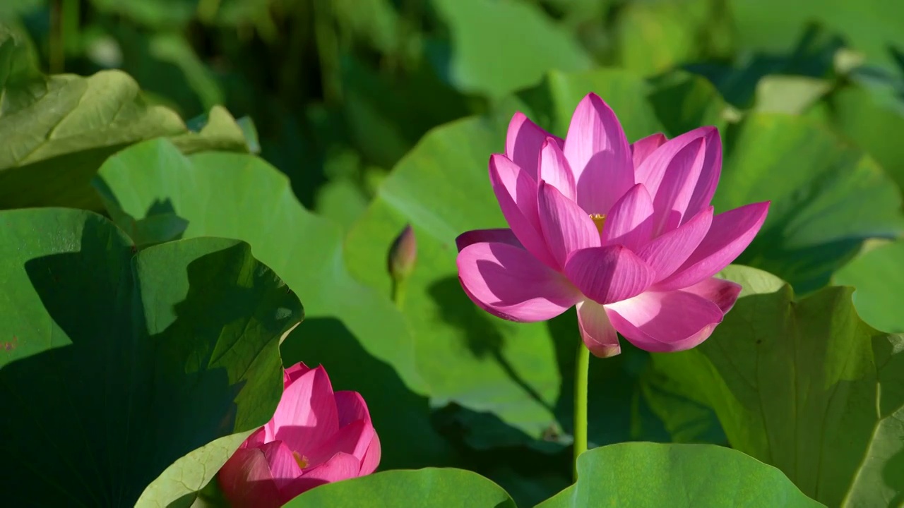 夏天池塘里面盛开的粉色荷花视频素材