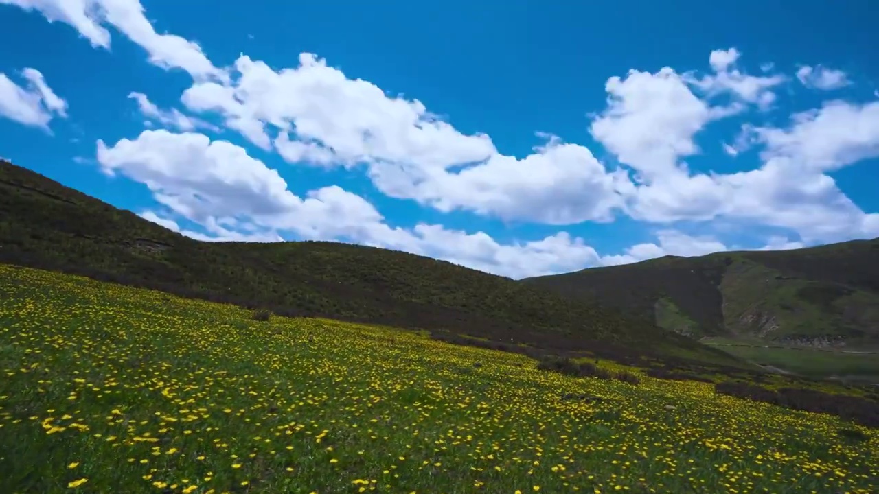 草地上盛开的花视频素材