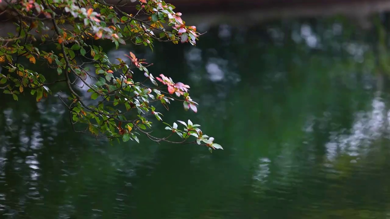 黄山自然风景区植物风光视频素材