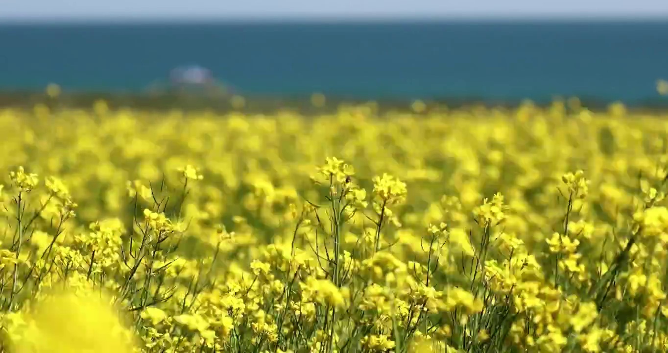 青海湖的油菜花，夏天，青海湖的花海，清凉的夏天，优美自然视频素材