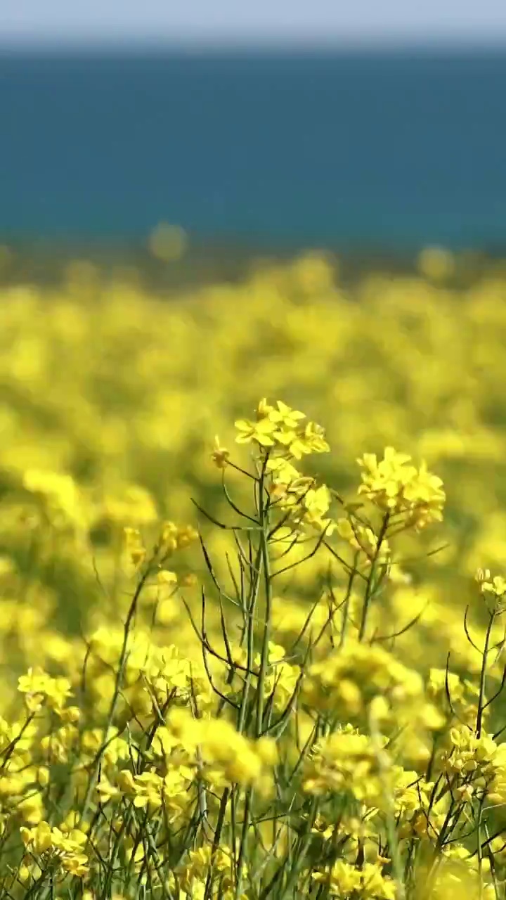 青海湖的油菜花，夏天，青海湖的花海，清凉的夏天，优美自然视频素材