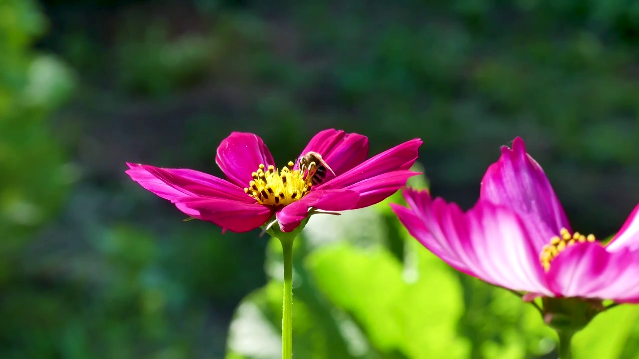 格桑花上的蜜蜂视频素材