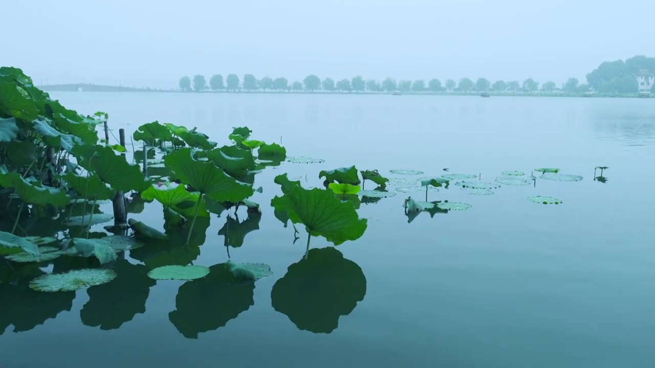 浙江杭州西湖旅游景区湖泊荷叶风光视频素材