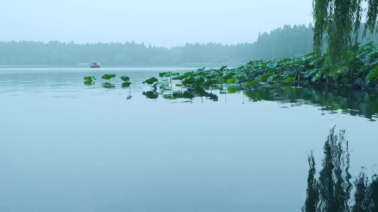 浙江杭州西湖旅游景区湖泊荷叶风光视频素材