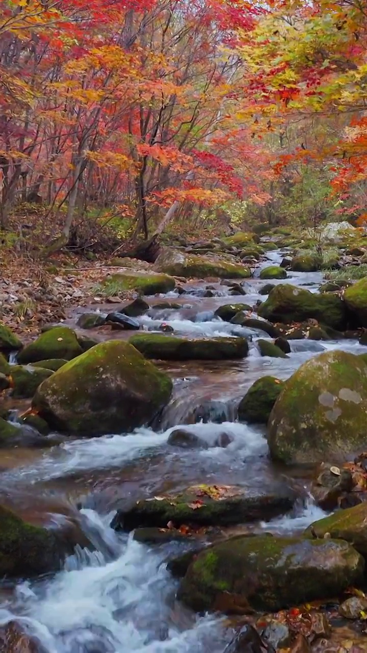 老边沟的秋天，秋天的枫叶与流水，本溪的秋景，东北的秋天视频素材