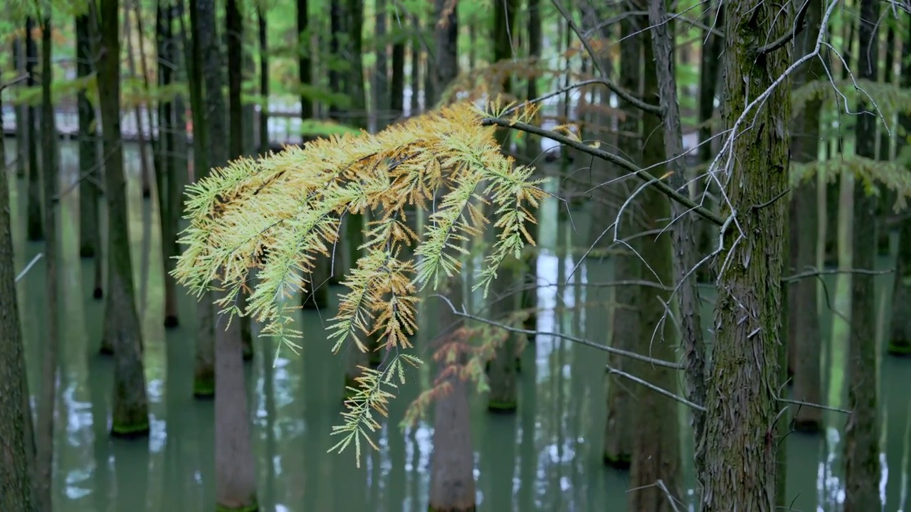 临安青山湖水上森林视频素材