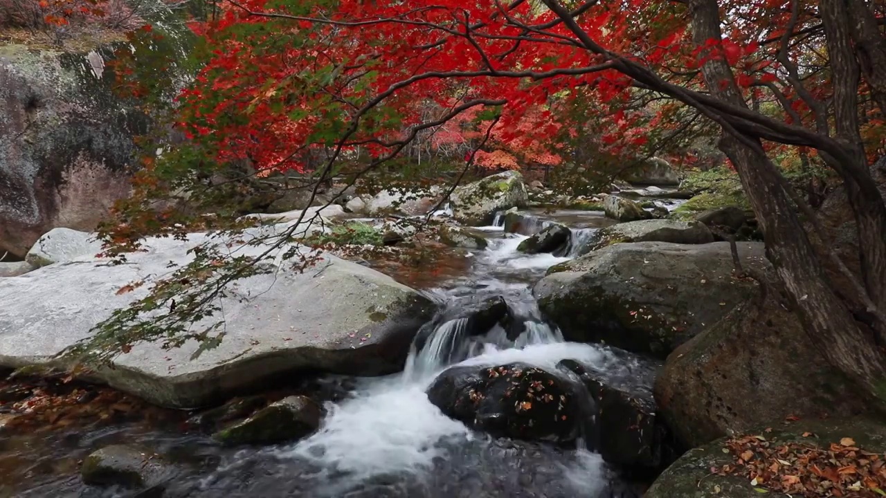 老边沟的秋天，秋天的枫叶与流水，本溪枫叶，东北的秋天，溪水与红叶的景观视频素材