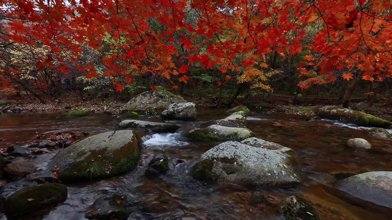 老边沟的秋天，秋天的枫叶与流水，本溪枫叶，东北的秋天，溪水与红叶的景观视频素材