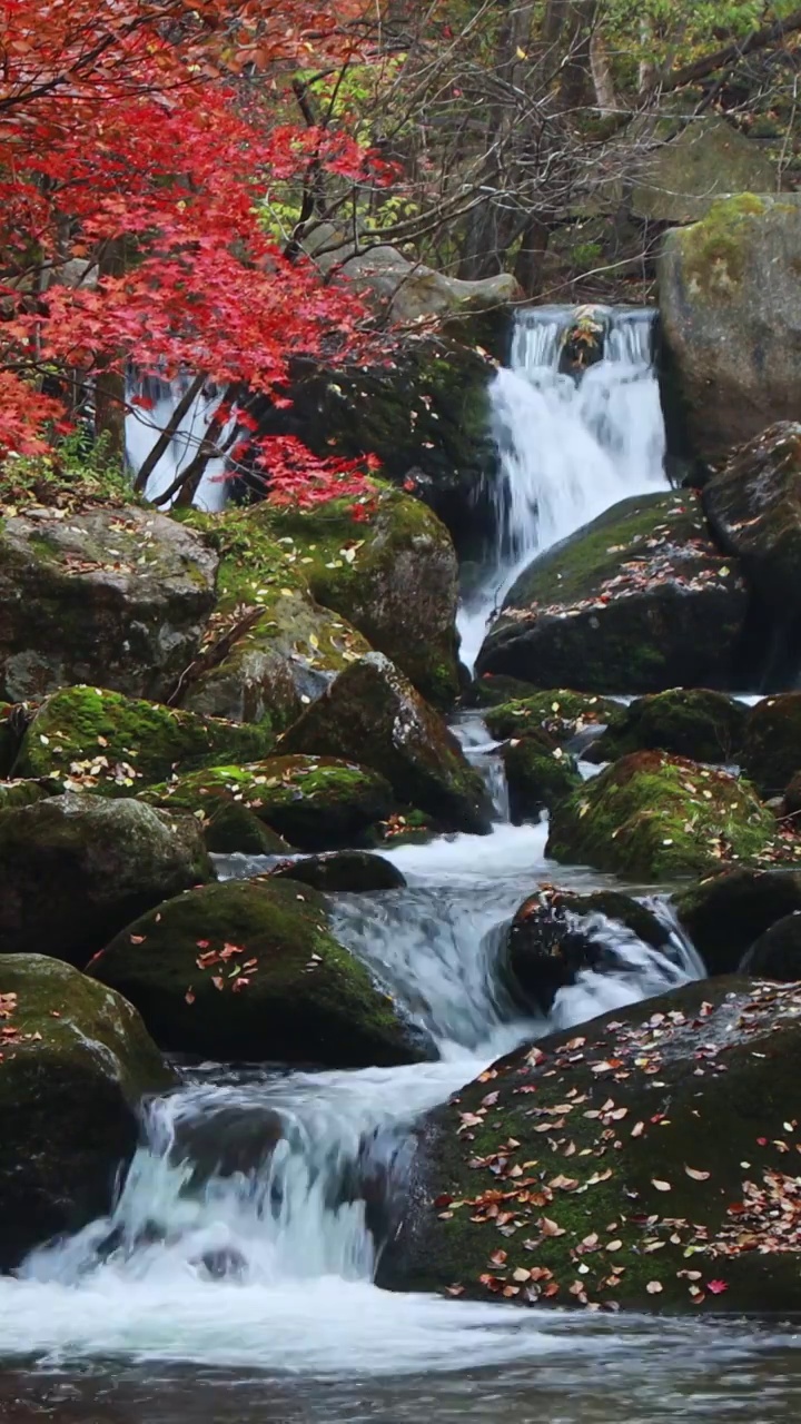 老边沟的秋天，秋天的枫叶与流水，本溪枫叶，东北的秋天，溪水与红叶的景观视频素材