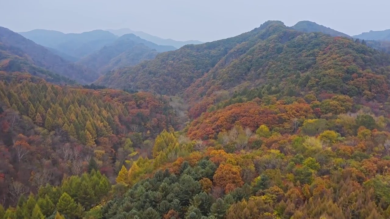 秋天的山谷，航拍秋天的森林，东北的山林，东北的秋天视频素材