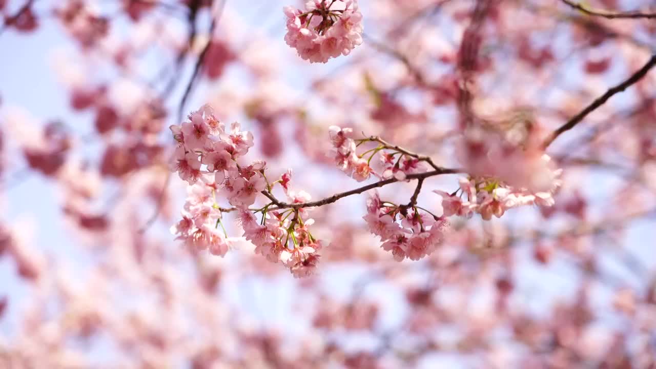 春季盛开的粉色樱花视频素材