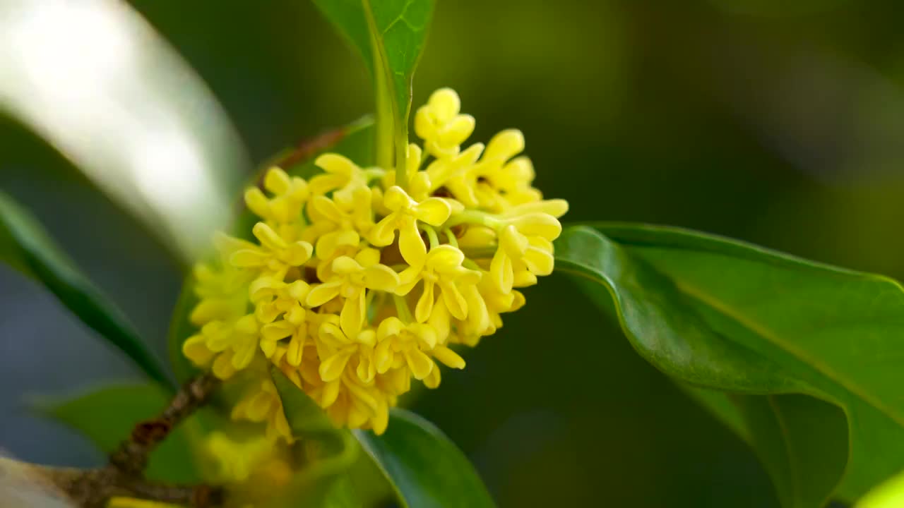 阳光下桂花花簇的特写视频素材