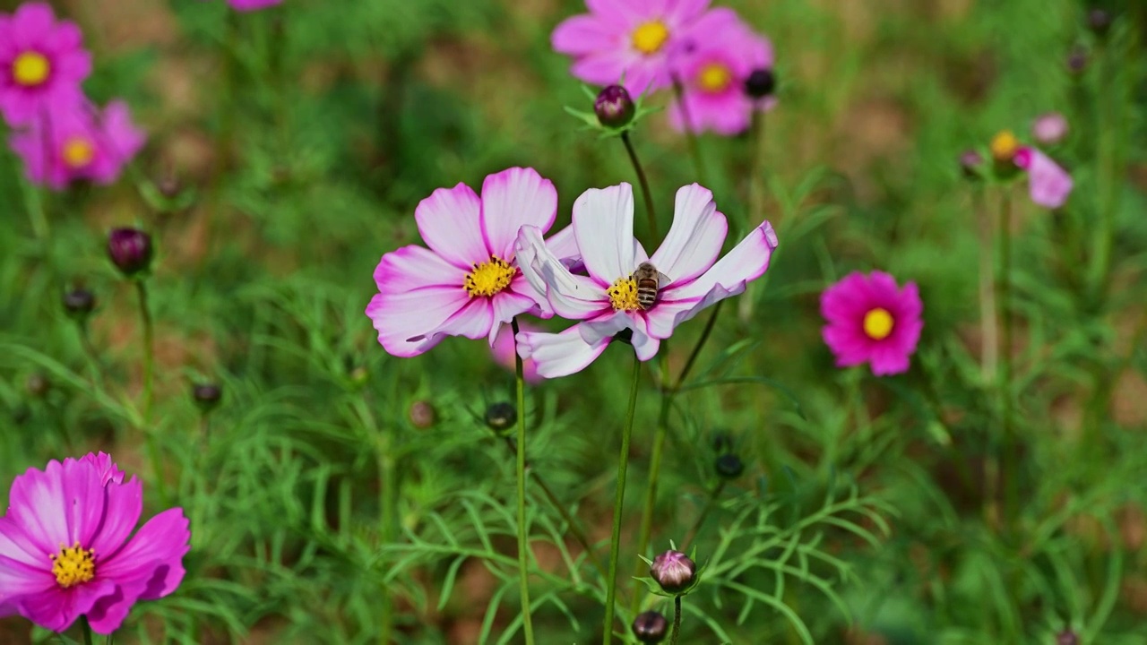 蜜蜂在花丛中采集花粉视频素材