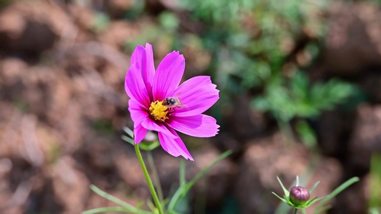 蜜蜂在红花上采蜜视频素材