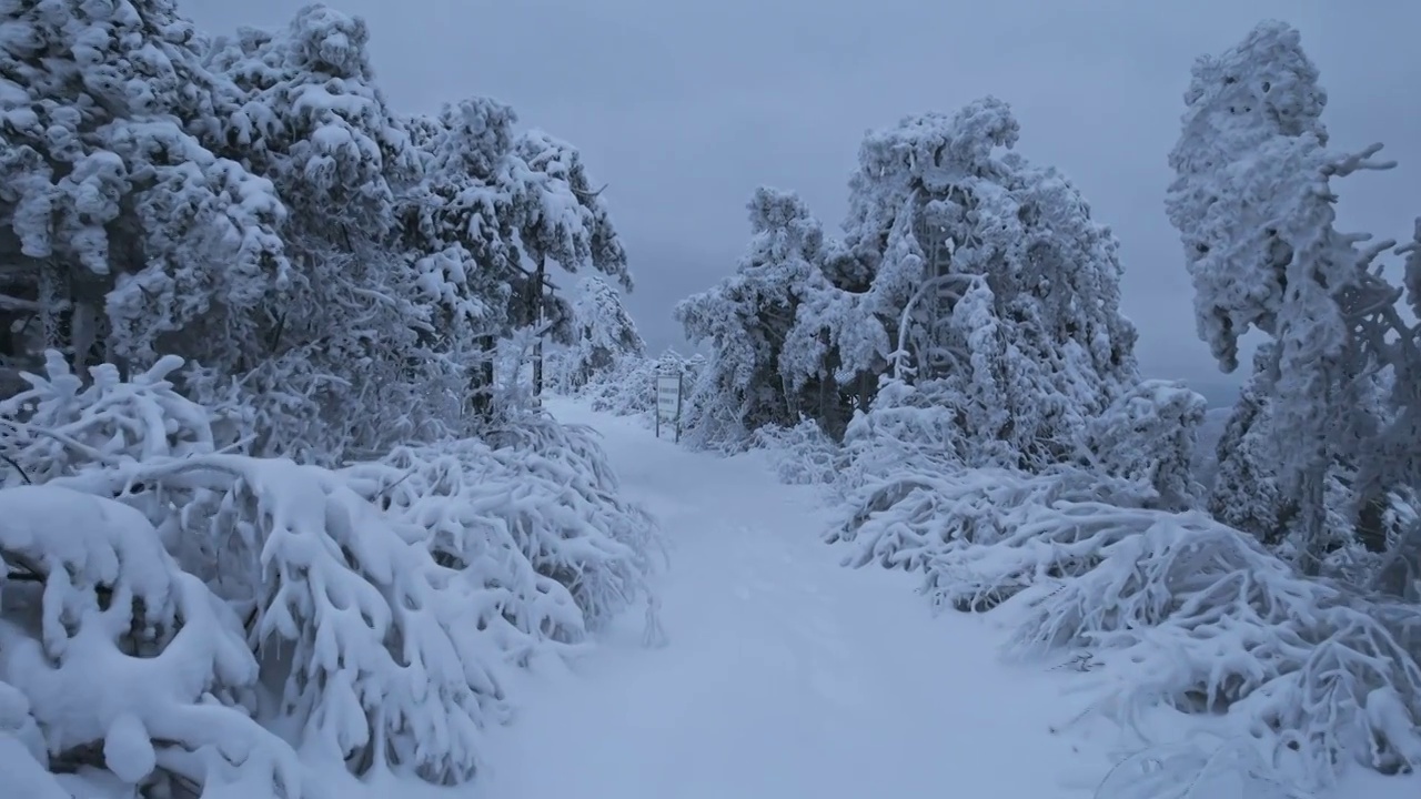 杭州临安大明山牵牛岗森林雪景云海航拍视频素材