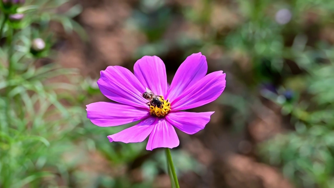 蜜蜂红花上采集花粉特写升格视频下载