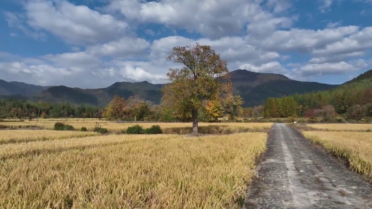 皖南 塔川秋天视频素材