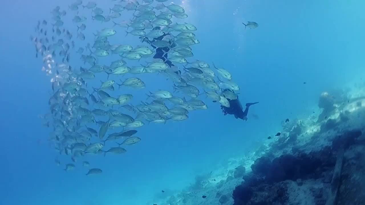 海底视觉和鱼群嬉戏视频素材