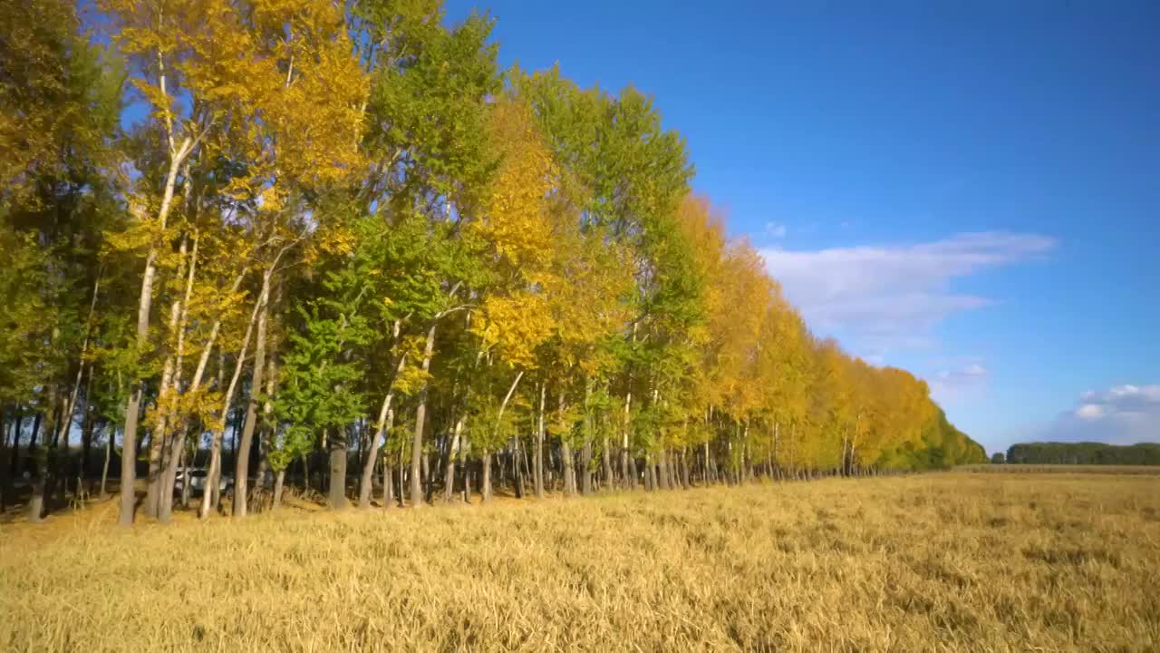 秋天的杨树林和成熟的稻田4K视频视频素材