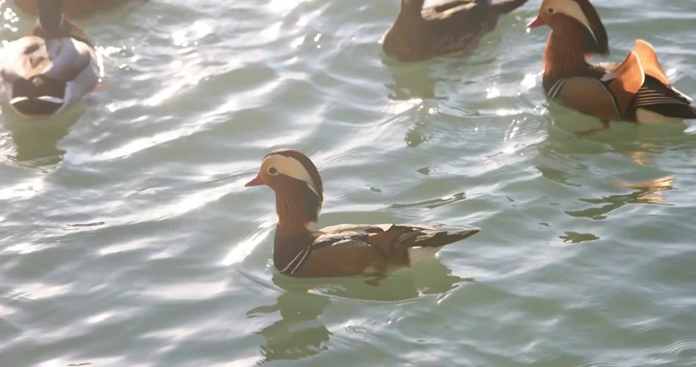 夕阳湖水里的鸳鸯视频素材