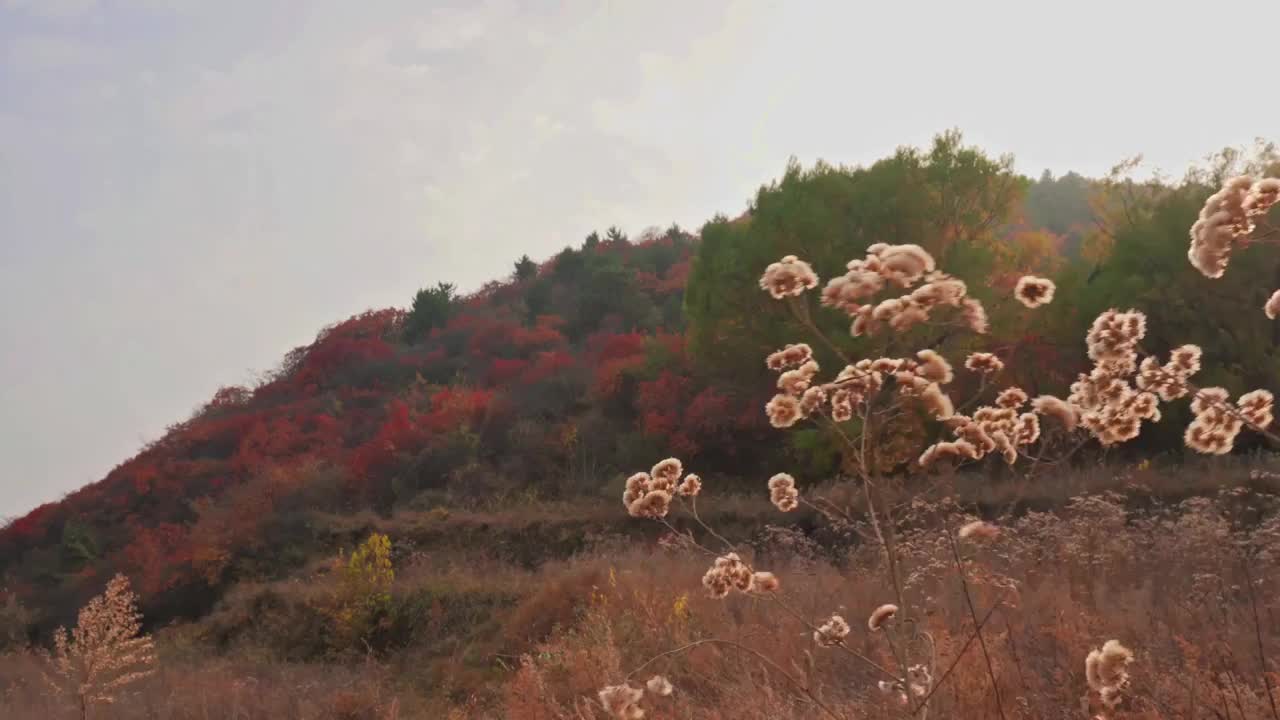 太行山秋天花朵山色视频素材