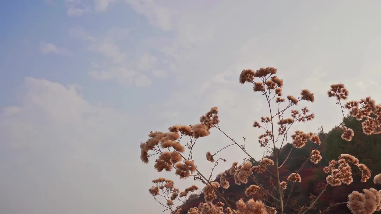 太行山秋天花朵山色视频素材