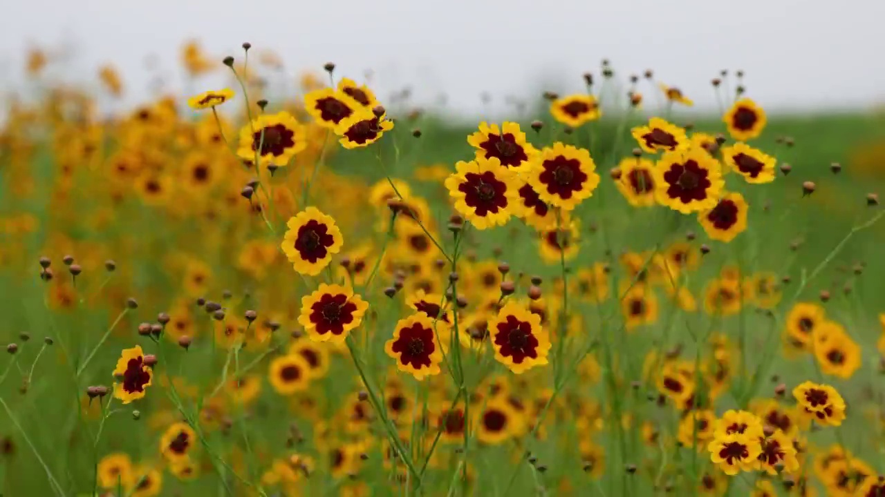 随风摇摆的太阳花野花视频素材