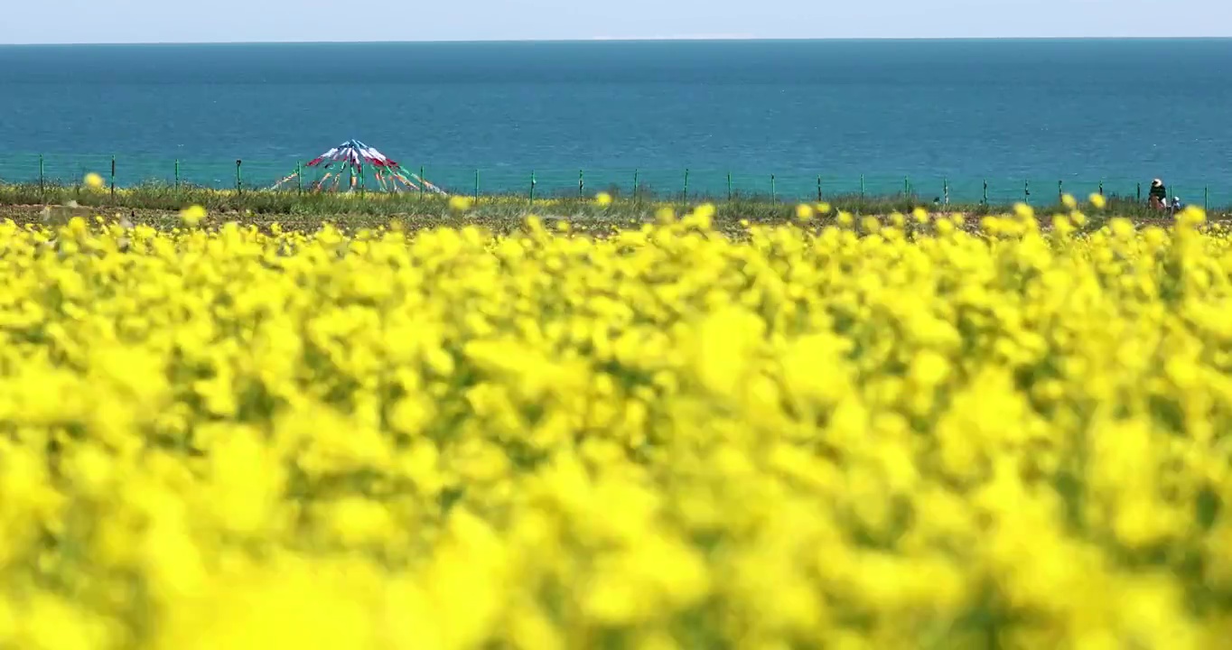 青海湖的油菜花，夏天的青海湖，清新的夏日视频素材