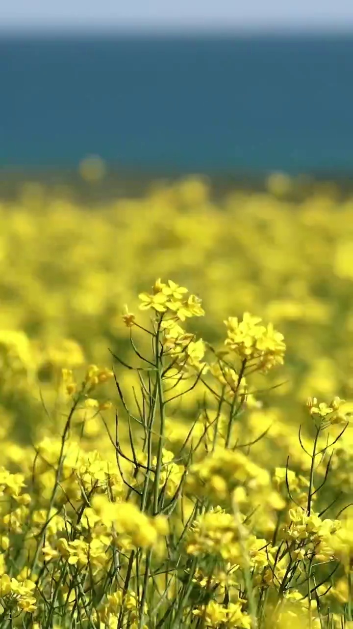 青海湖的油菜花，夏天的青海湖，清新的夏日视频素材