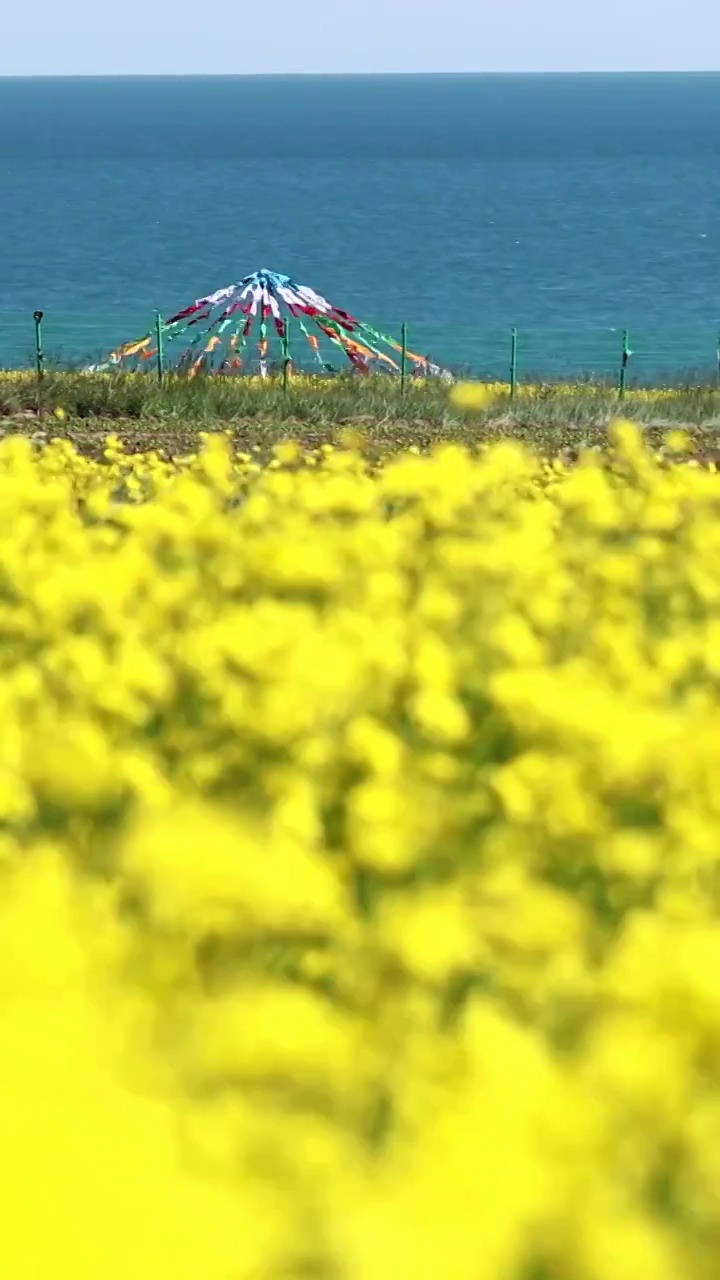 青海湖的油菜花，夏天的青海湖，清新的夏日视频素材