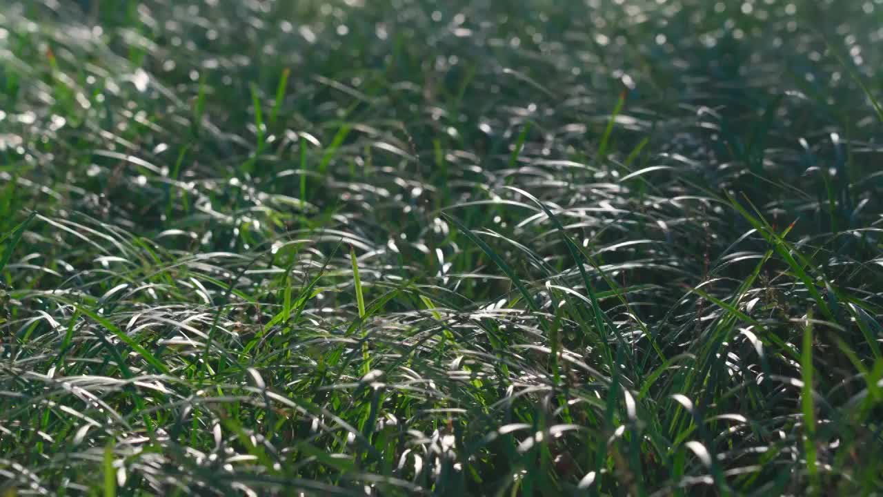 阳光下绿植特写视频素材