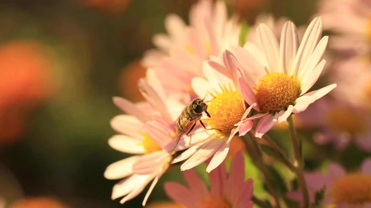 蜜蜂和非洲菊视频下载