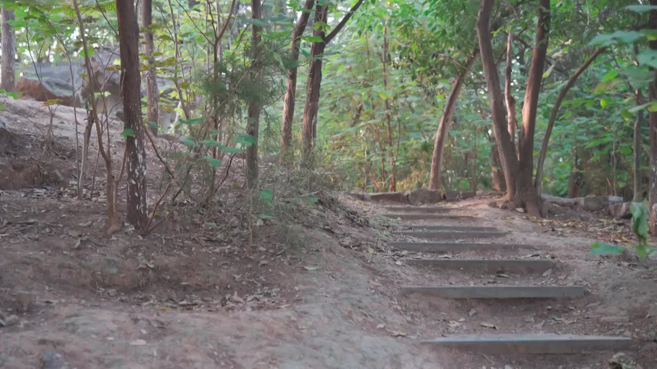 河南省焦作市雕塑公园树林景观道路视频素材