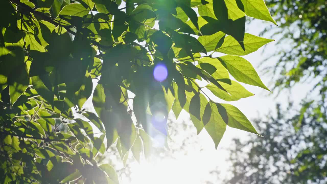 阳光穿过树叶清新空镜（合集）视频素材