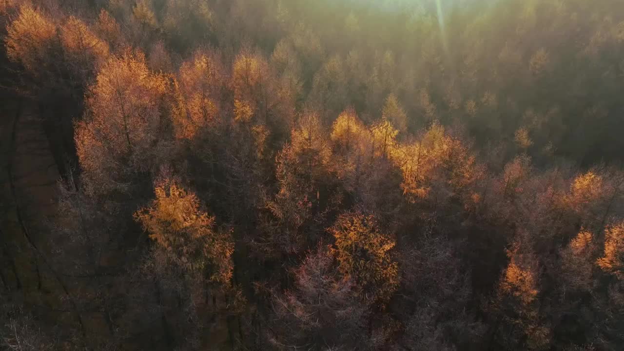 金色的落叶松林在夕阳照耀下视频素材