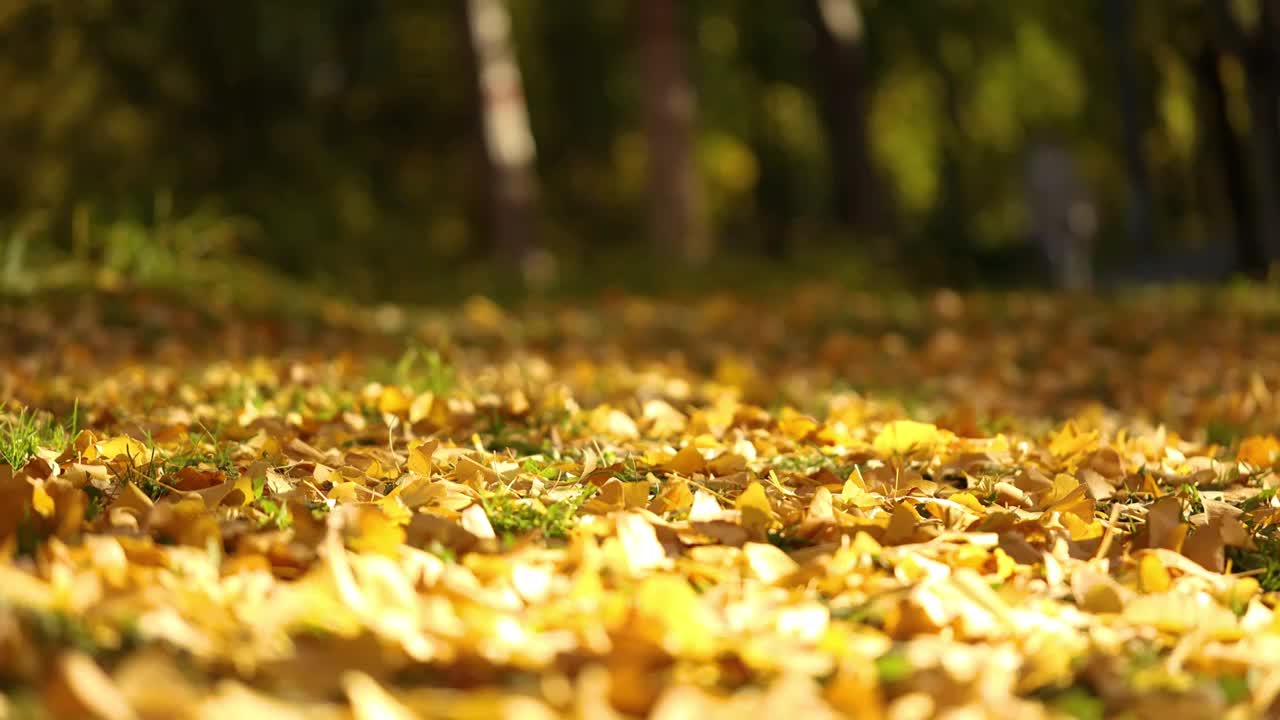 秋季银杏叶落叶地面视频素材