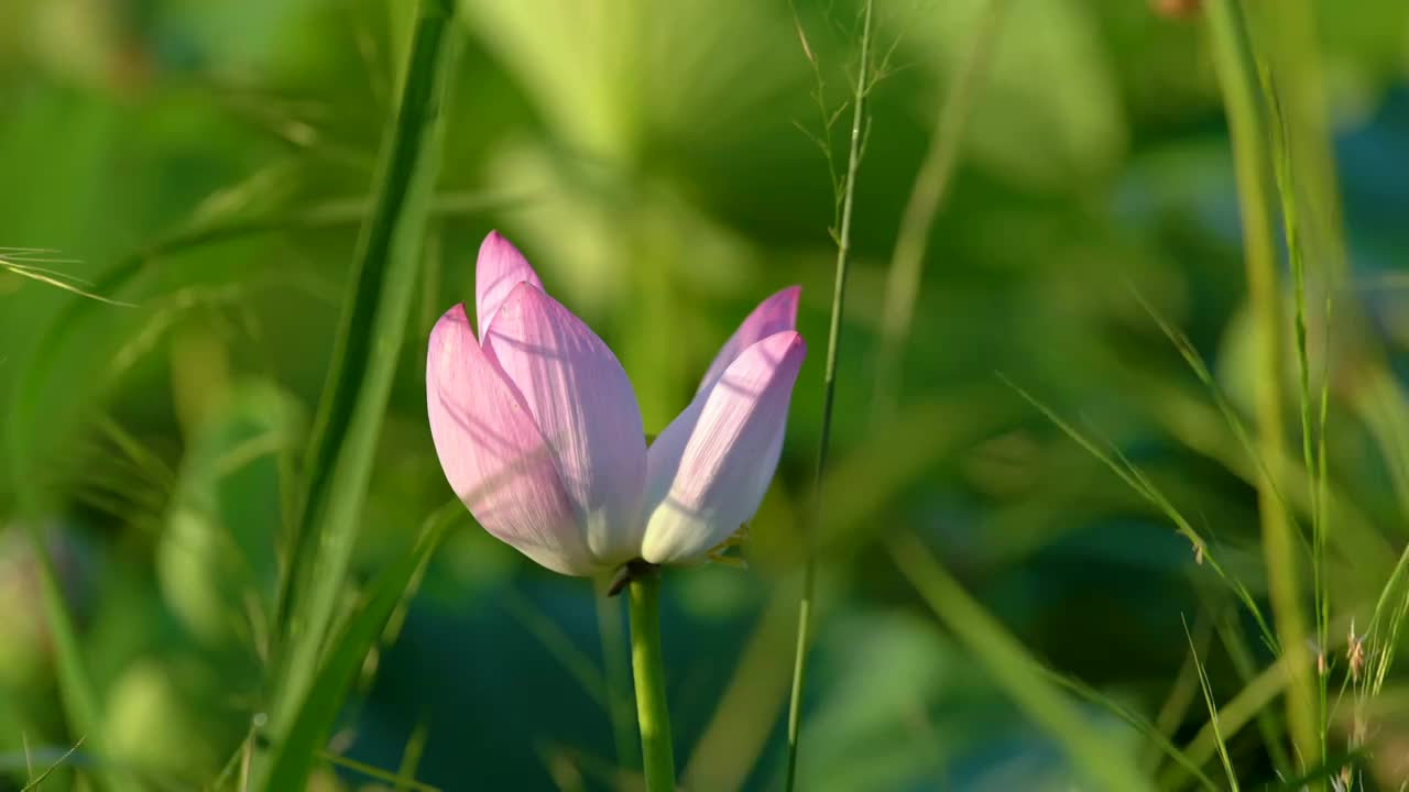 夏天池塘里面盛开的荷花视频素材