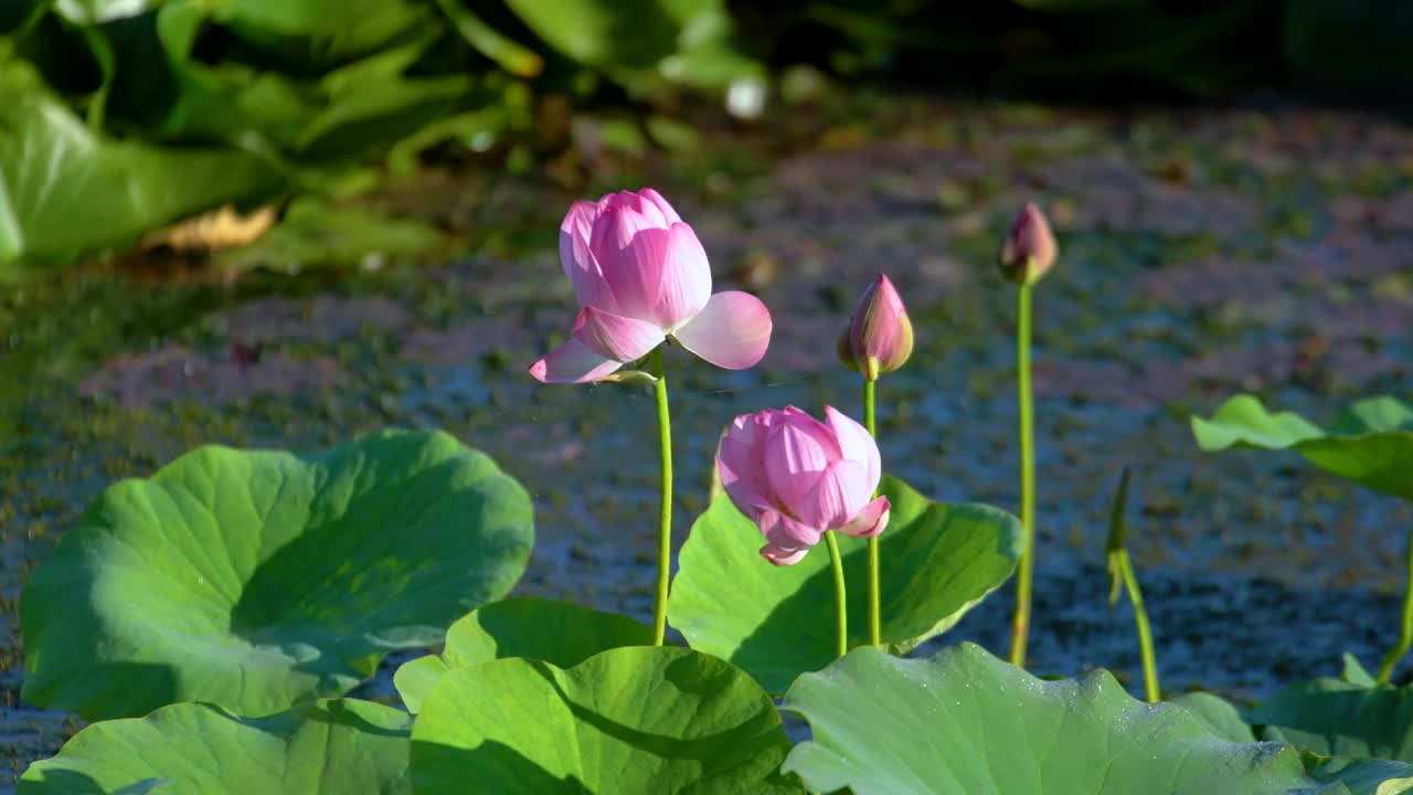 夏天池塘里面盛开的荷花视频素材