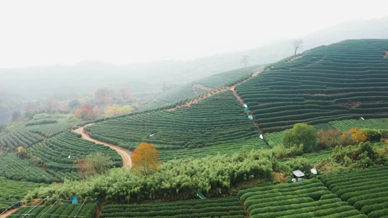 杭州市西湖区龙坞茶园秋色航拍视频素材