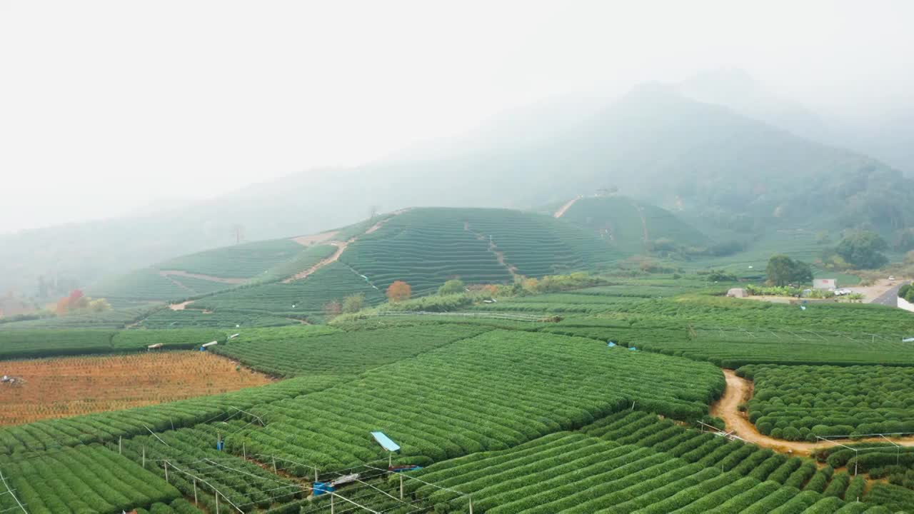 杭州市西湖区龙坞茶园秋色航拍视频素材