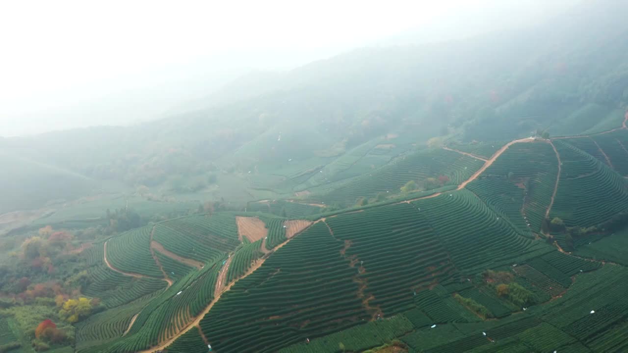 杭州市西湖区龙坞茶园秋色航拍视频素材